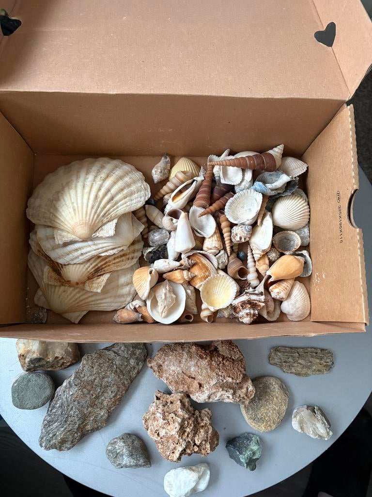 Doos vol schelpen en stenen, Ophalen of Verzenden, Gebruikt