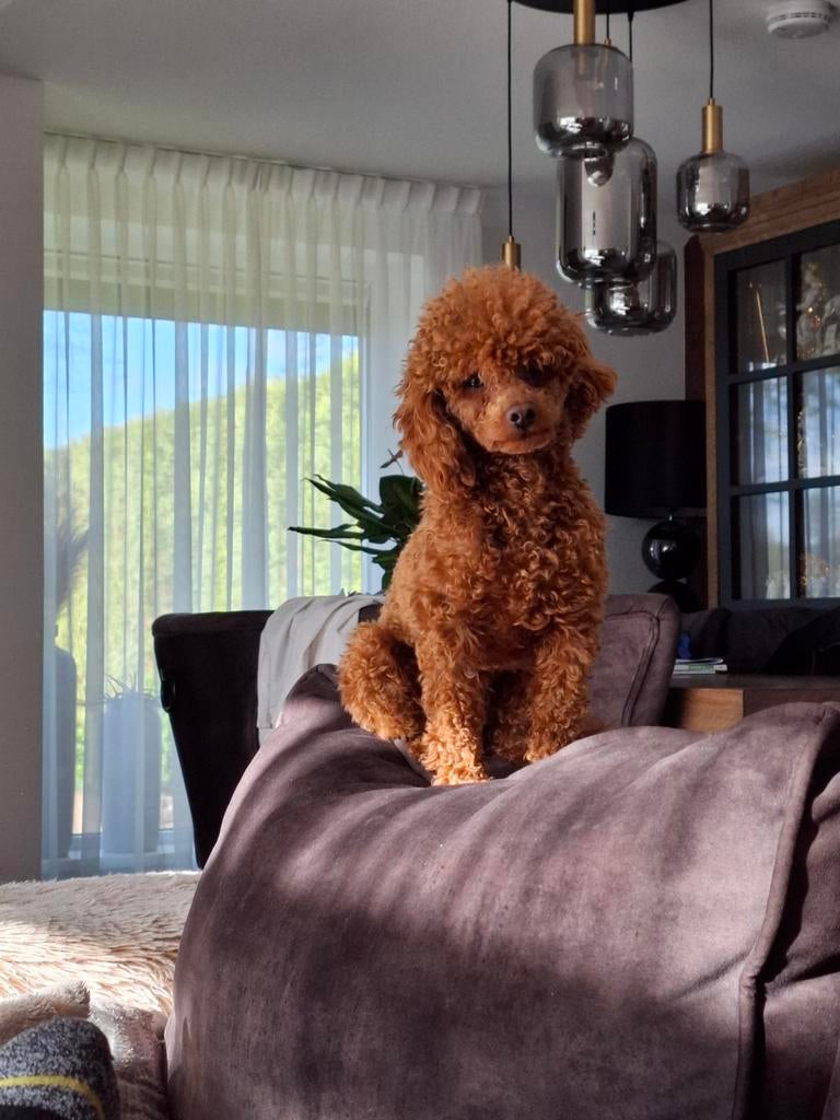 Dieprood  toypoedel dekreutje en pups, Dieren en Toebehoren, Reu, 1 tot 2 jaar, Meerdere, Nederland