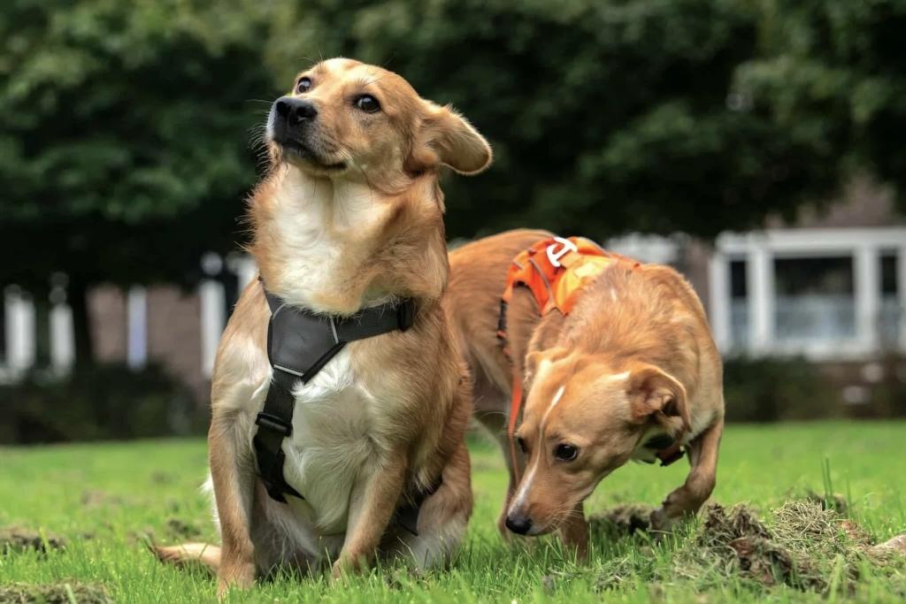 PATRICK & LUSY GELUKKIG SAMEN IN NL BIJ WIE MOGEN ZIJ WONEN?, Dieren en Toebehoren, Honden | Niet-rashonden, Particulier, 1 tot 2 jaar
