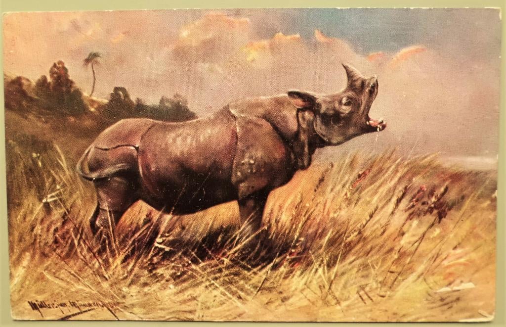 Neushoorn - 1910, Ophalen of Verzenden, Voor 1920, Gelopen, Wild dier