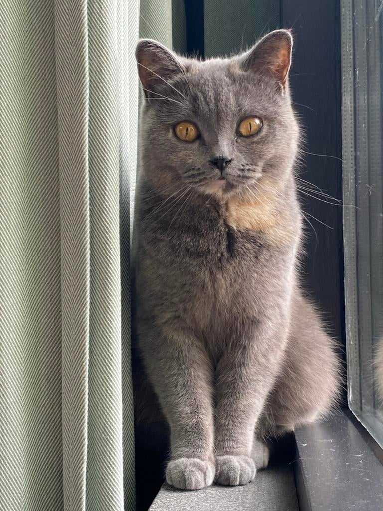 Raszuivere Britse Korthaar poes met stamboom, Dieren en Toebehoren, Katten en Kittens | Overige Katten, Poes