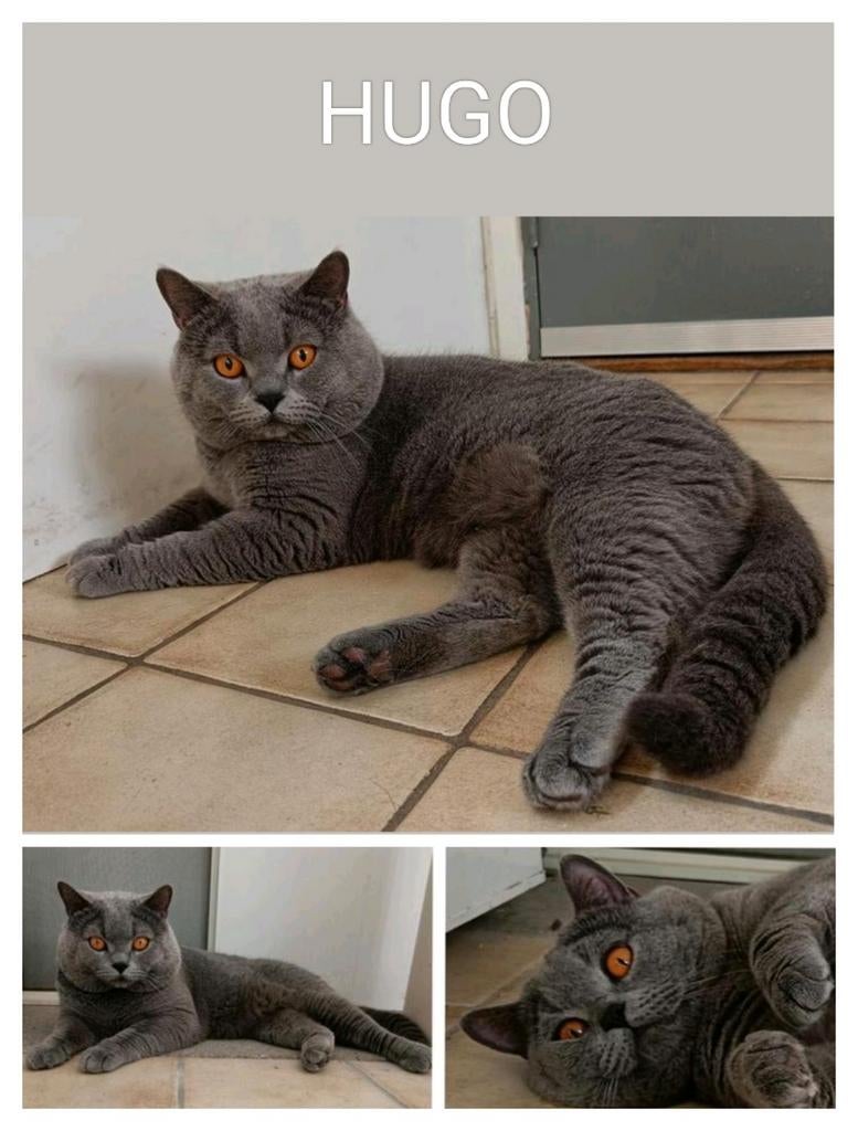 Brits korthaar ter dekking ✨en kittens beschikbaar ✨, Dieren en Toebehoren, Katten en Kittens | Dekkaters, 3 tot 5 jaar