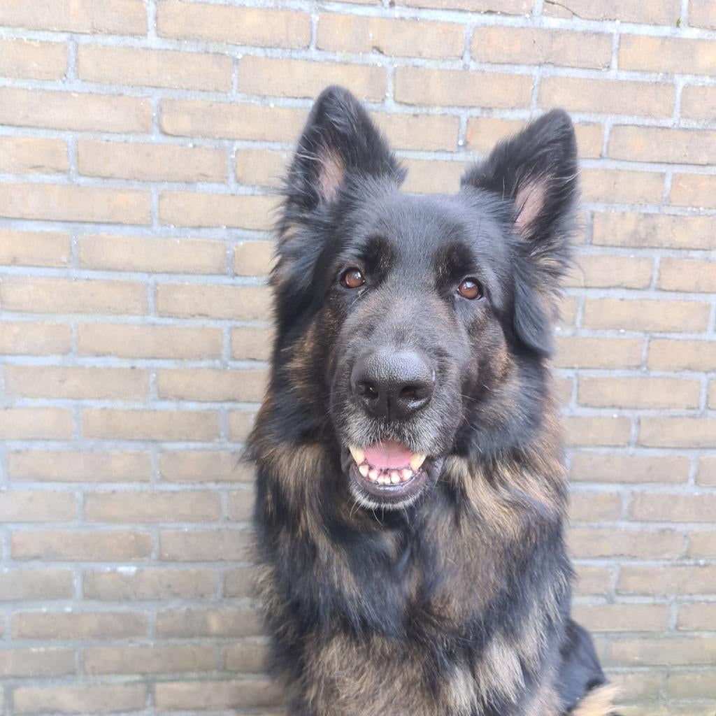 dekreu Duitse herder langstokhaar met stamboom FCI, Particulier, Reu, 1 tot 2 jaar, Buitenland