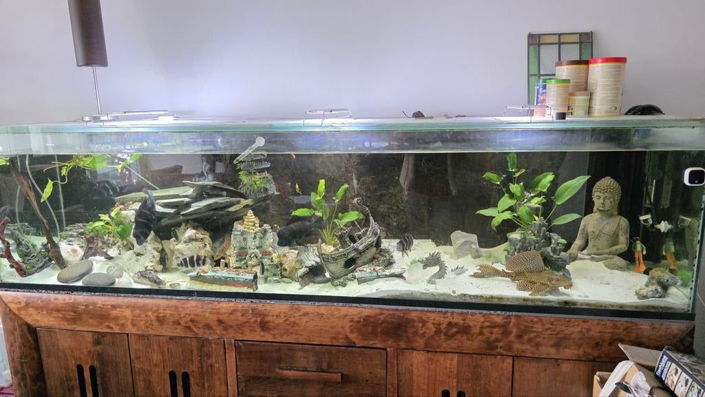 Super mooi aquarium 200x60x60cm, Ophalen, Zo goed als nieuw, Gevuld zoetwateraquarium