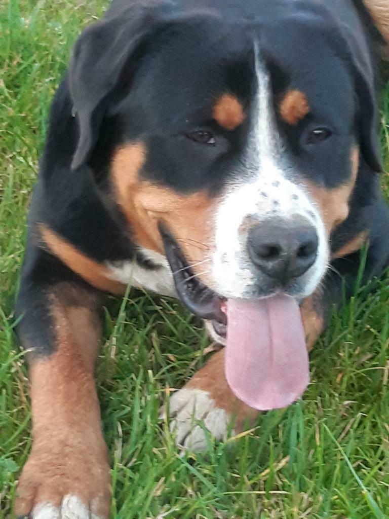 Dekreu Grote Zwitserse Sennen HD A en ED vrij, Dieren en Toebehoren, Reu, 1 tot 2 jaar, Parvo, Meerdere