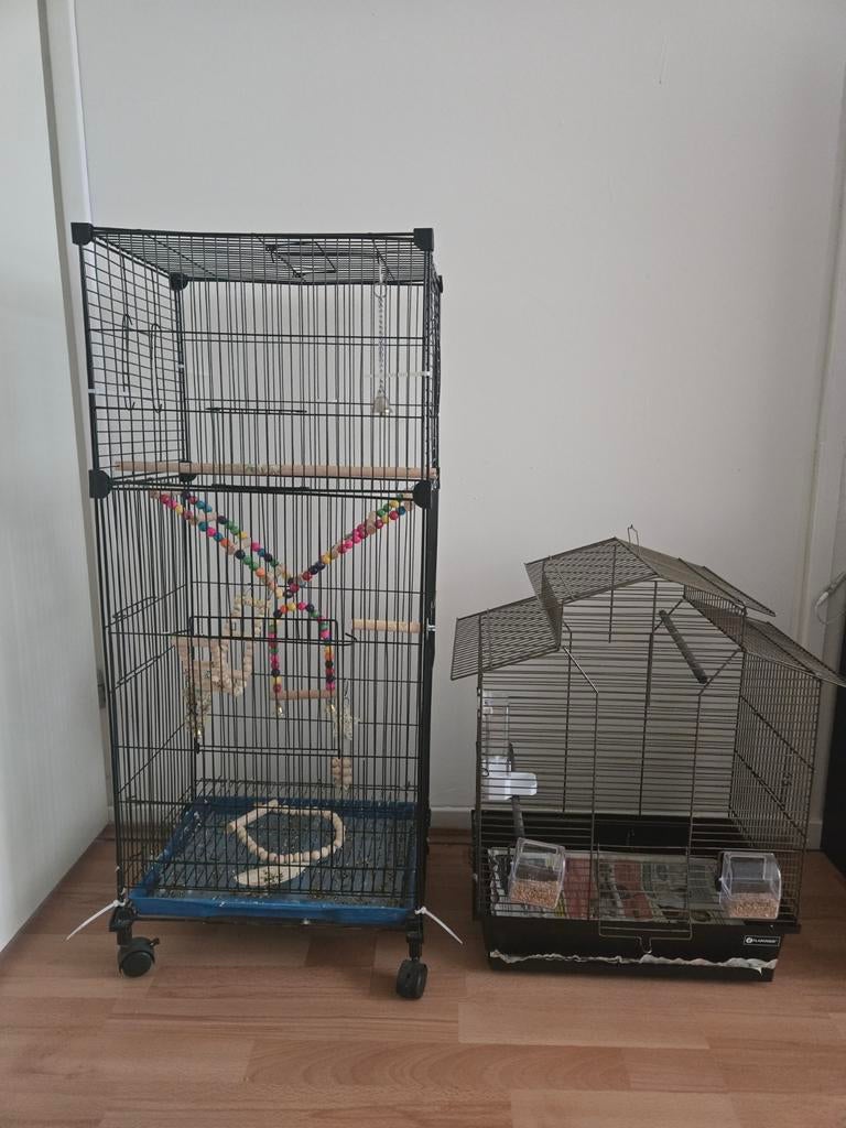 Vogel kooien, Meerdere dieren, Parkiet