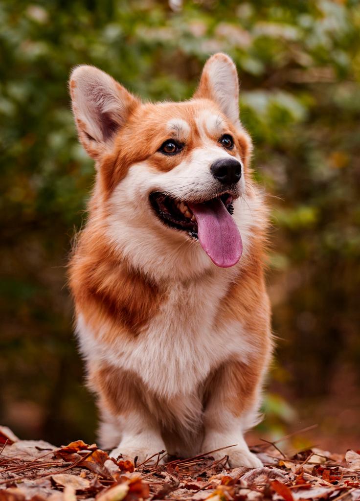 Welsh corgi pembroke dekreu pim, Nederland, Reu, 1 tot 2 jaar, Parvo