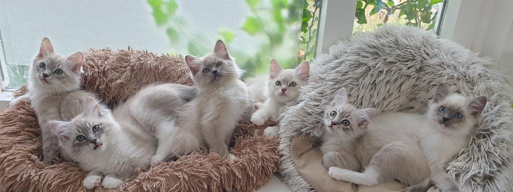 Ragdoll kittens met stamboom, Dieren en Toebehoren, Meerdere dieren, Met stamboom, 0 tot 2 jaar