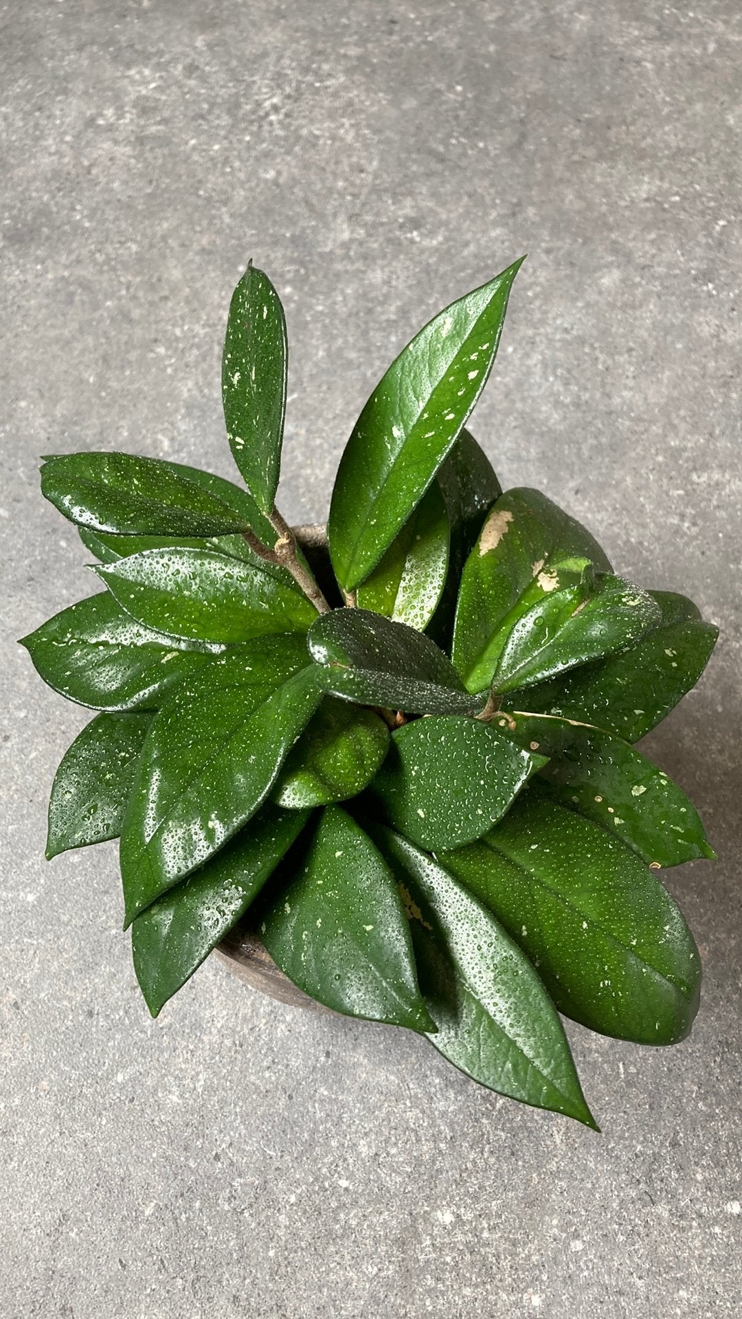 Hoya Carnosa, Huis en Inrichting, Kamerplanten, Ophalen of Verzenden, Halfschaduw, Minder dan 100 cm