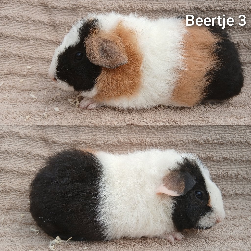 US teddy cavia, Cavia, Mannelijk, Juli, Tam