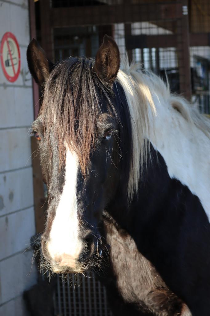 Leuke paarden zoeken een leaser, Dieren en Toebehoren, Paarden en Pony's | Overige Paardenspullen, Nieuw, Recreatie, Ophalen
