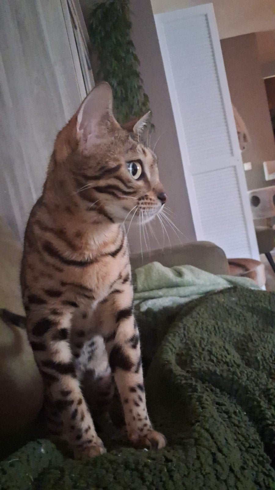 Bengaal, Poes, Gechipt, 0 tot 2 jaar