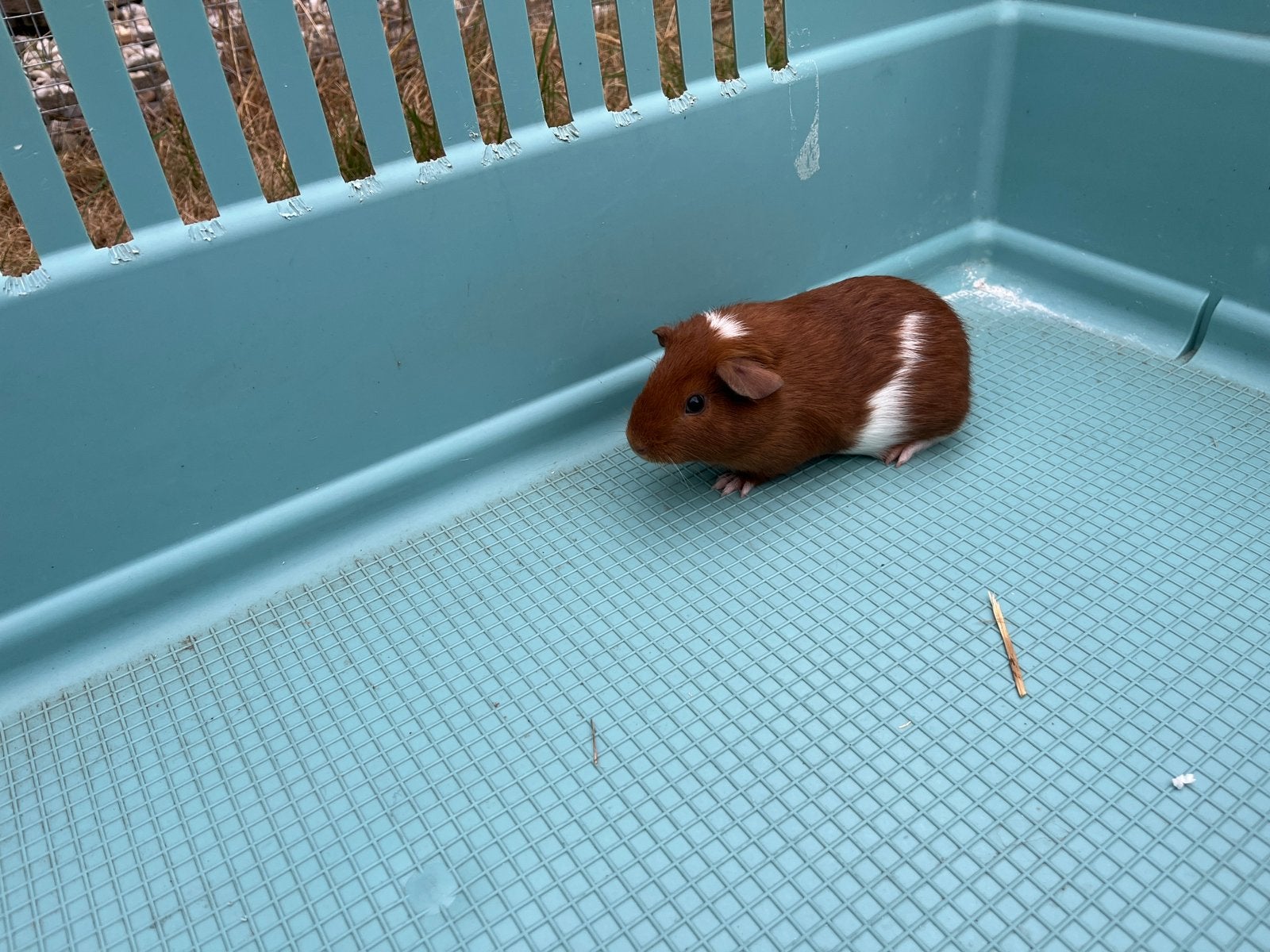 Cavia beertje, Dieren en Toebehoren, Knaagdieren, Juli, Mannelijk, Cavia