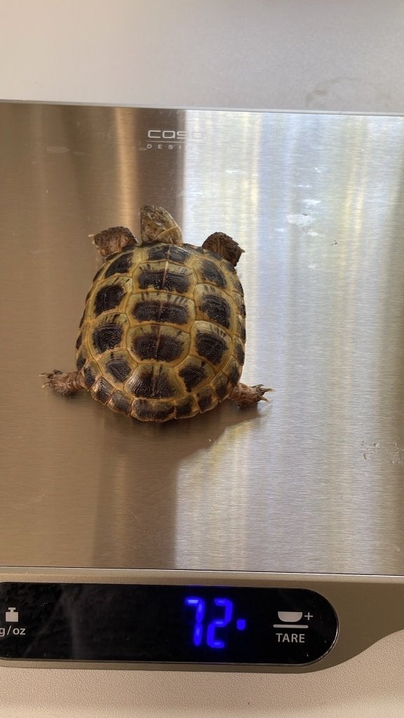 Vierteenlandschildpadden nakweek 2023 (4 vrouw, 1 man) Tortoise photo 5