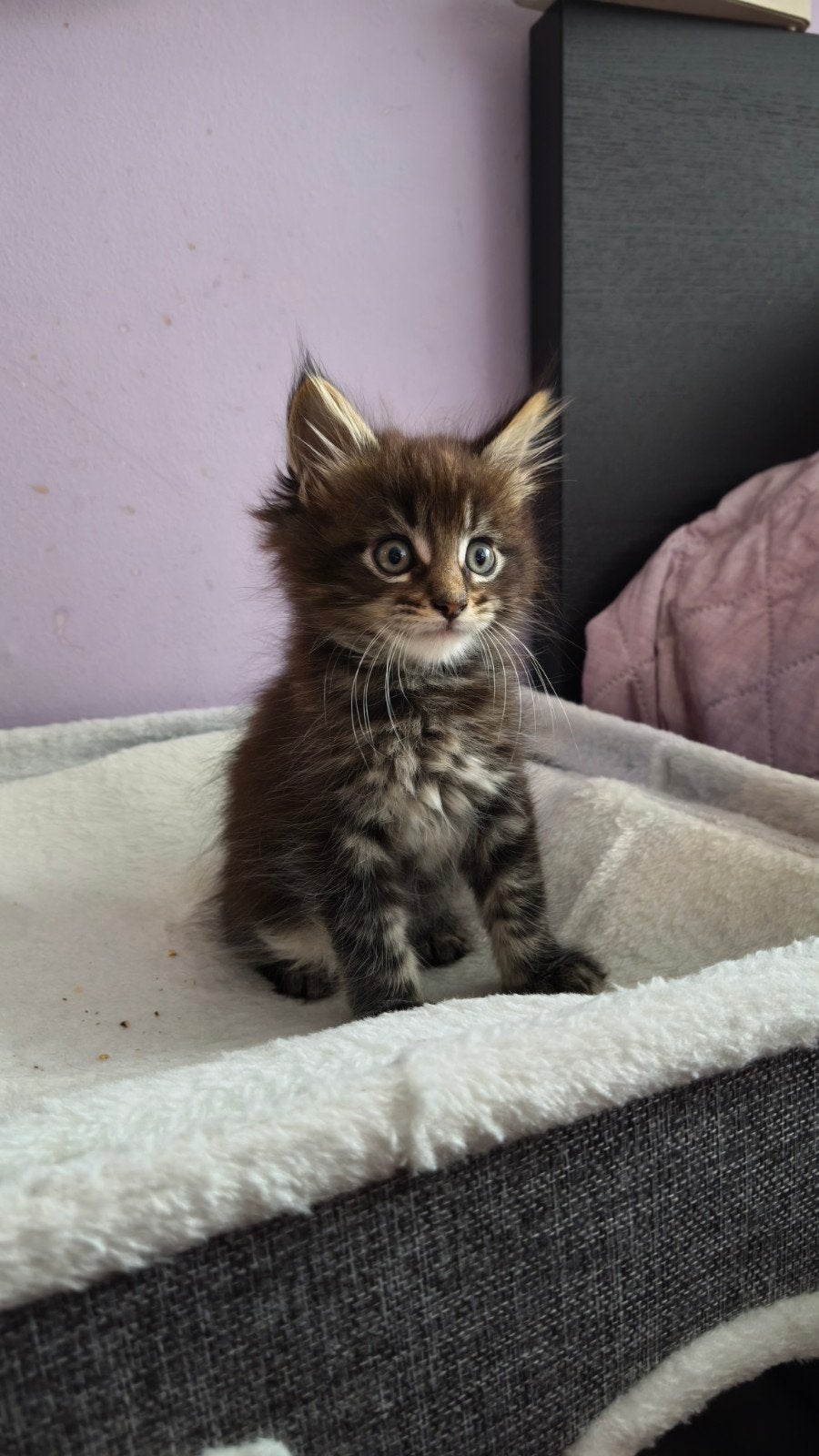 Nog 1 Maine Coon kitten kater mag gelijk nest verlaten, Dieren en Toebehoren, Katten en Kittens | Raskatten | Langhaar, Meerdere dieren