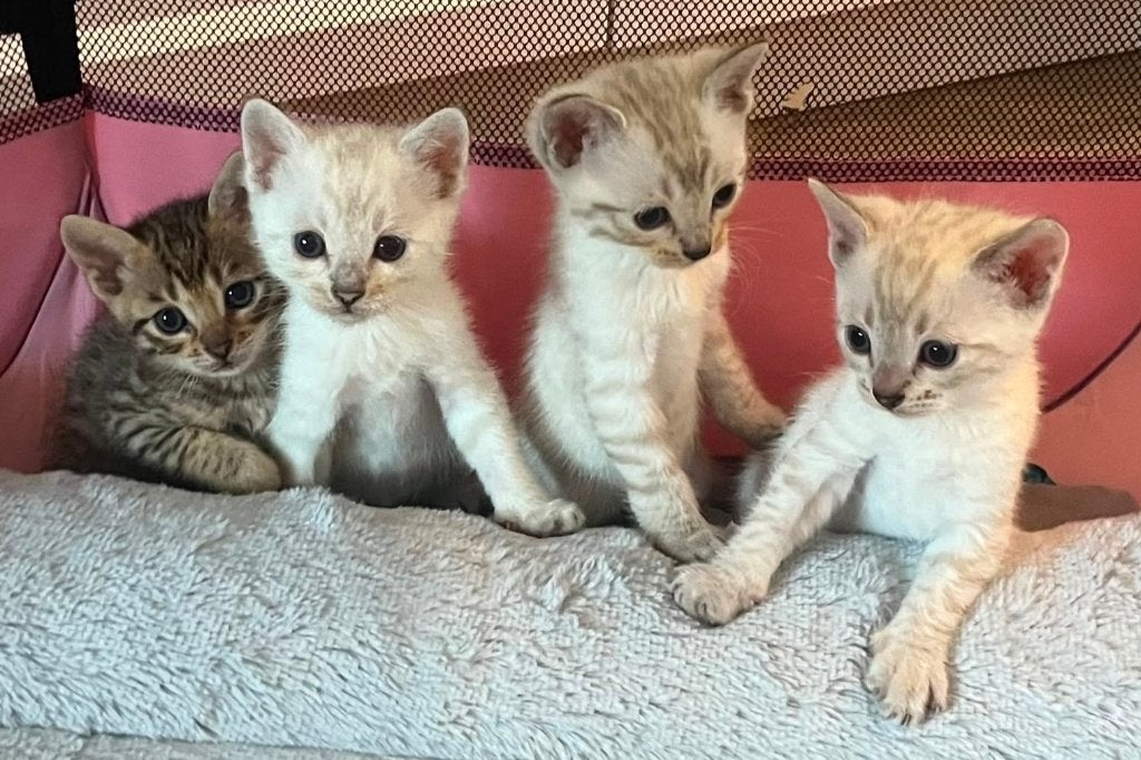 Super leuke Bengaalmix kittens, Meerdere dieren, Ontwormd, 0 tot 2 jaar