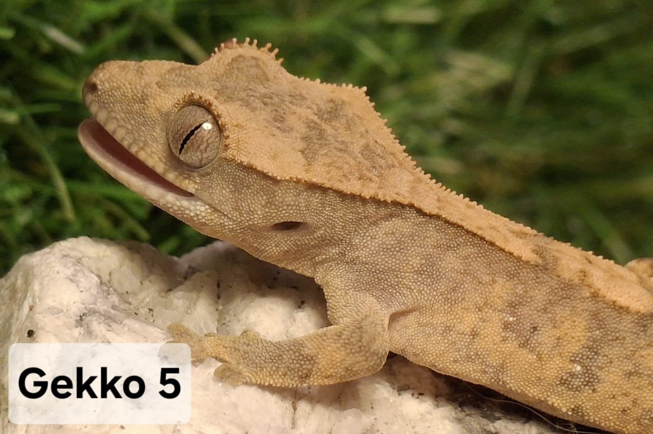 baby wimpergekko's, Dieren en Toebehoren, Hagedis, Tam, 0 tot 2 jaar