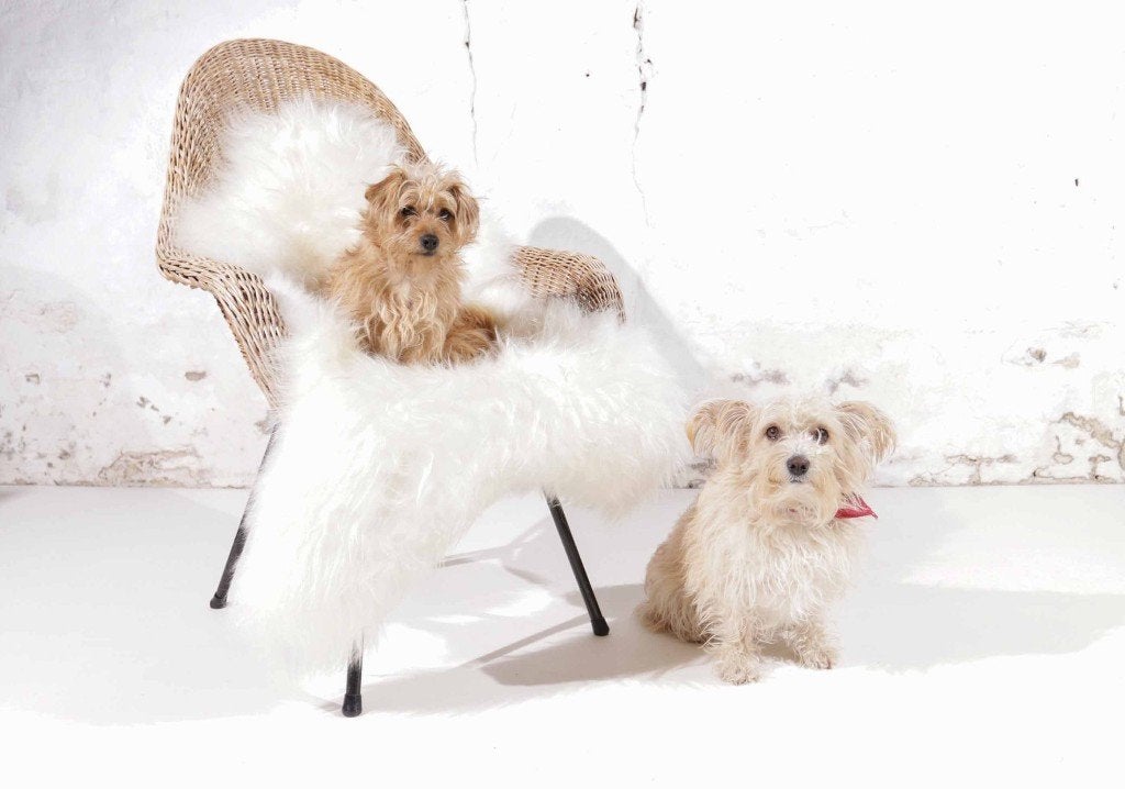 1960s Dutch Wicker Bucket Chair Icelandic Sheepskin, Huis en Inrichting, Fauteuils, Ophalen, Gebruikt, Minder dan 75 cm, Rohe / Jonkers, jaren 60