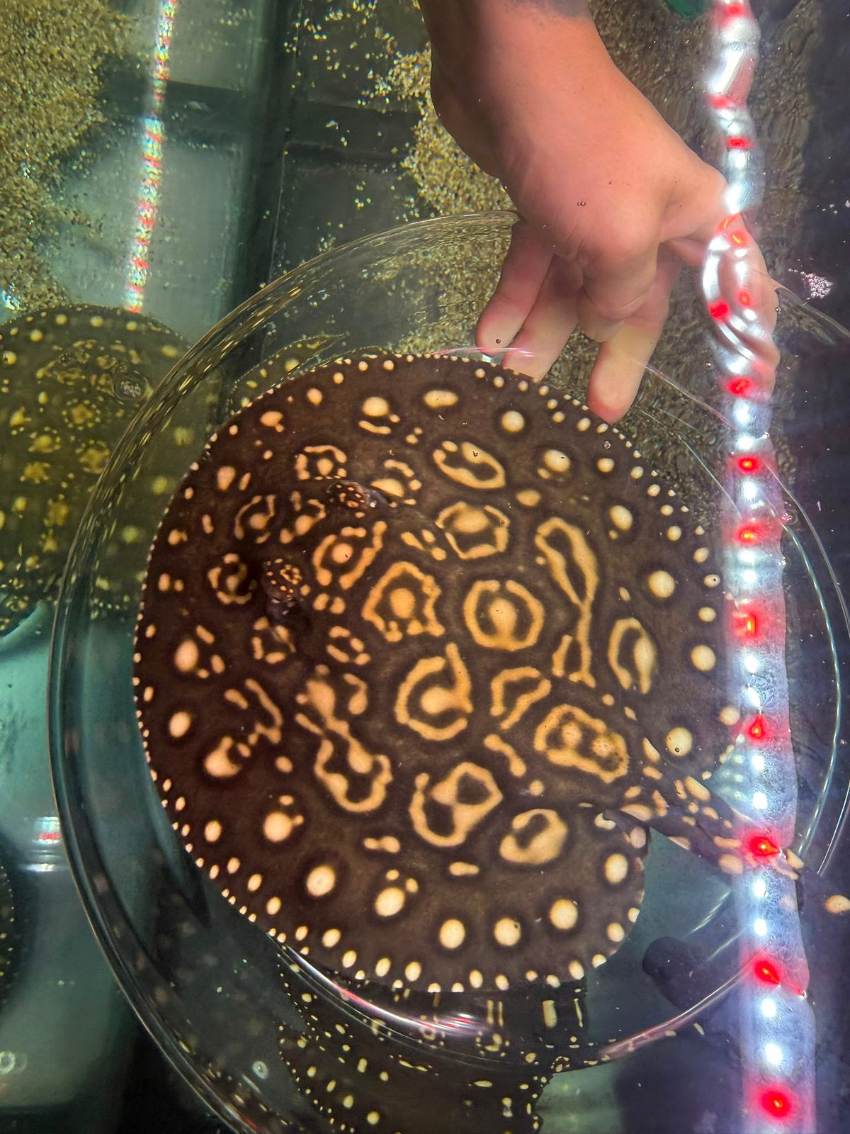 Black diamond de laatste drie, Dieren en Toebehoren, Vissen | Aquariumvissen, Vis