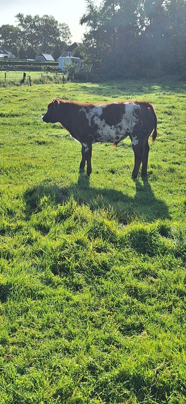 dikbil, Vrouwelijk