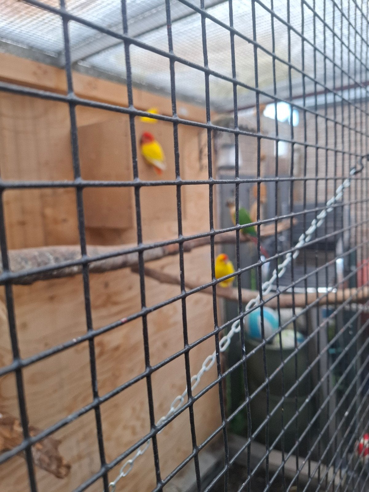 div vogels te koop, Vrouwelijk