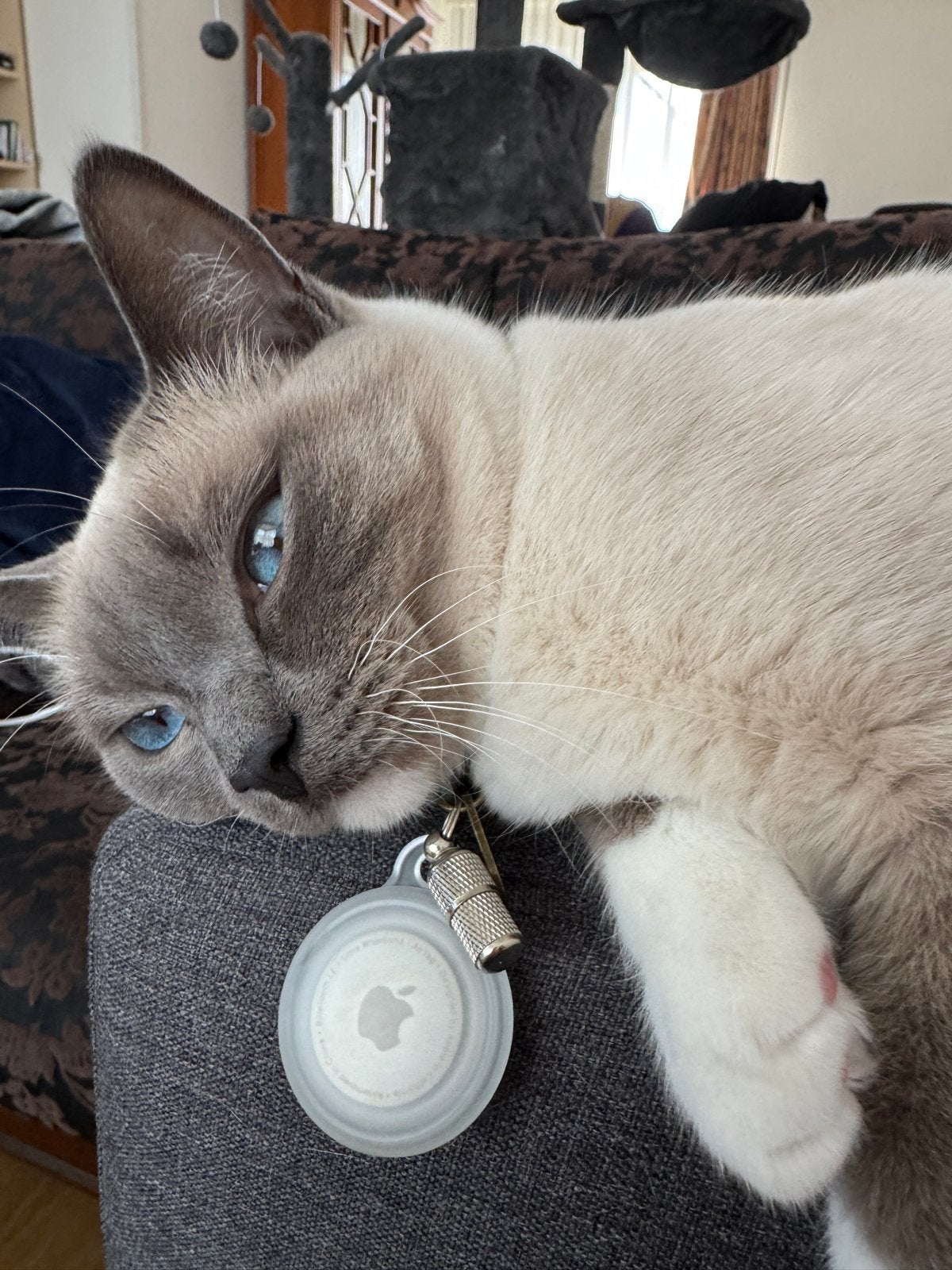 Siamees poes 3jaar, Dieren en Toebehoren, Poes, 3 tot 5 jaar