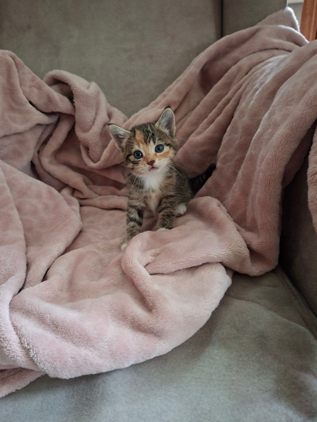 kittens , lieve schattige poesjes, Meerdere dieren, Kortharig, 0 tot 2 jaar