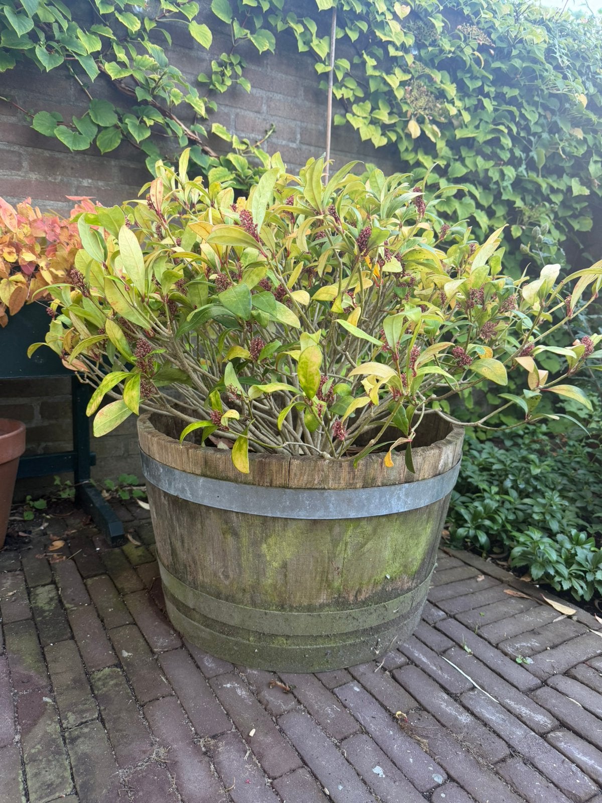 Half wijnvat met Skimmia, Tuin en Terras, Ophalen, Gebruikt