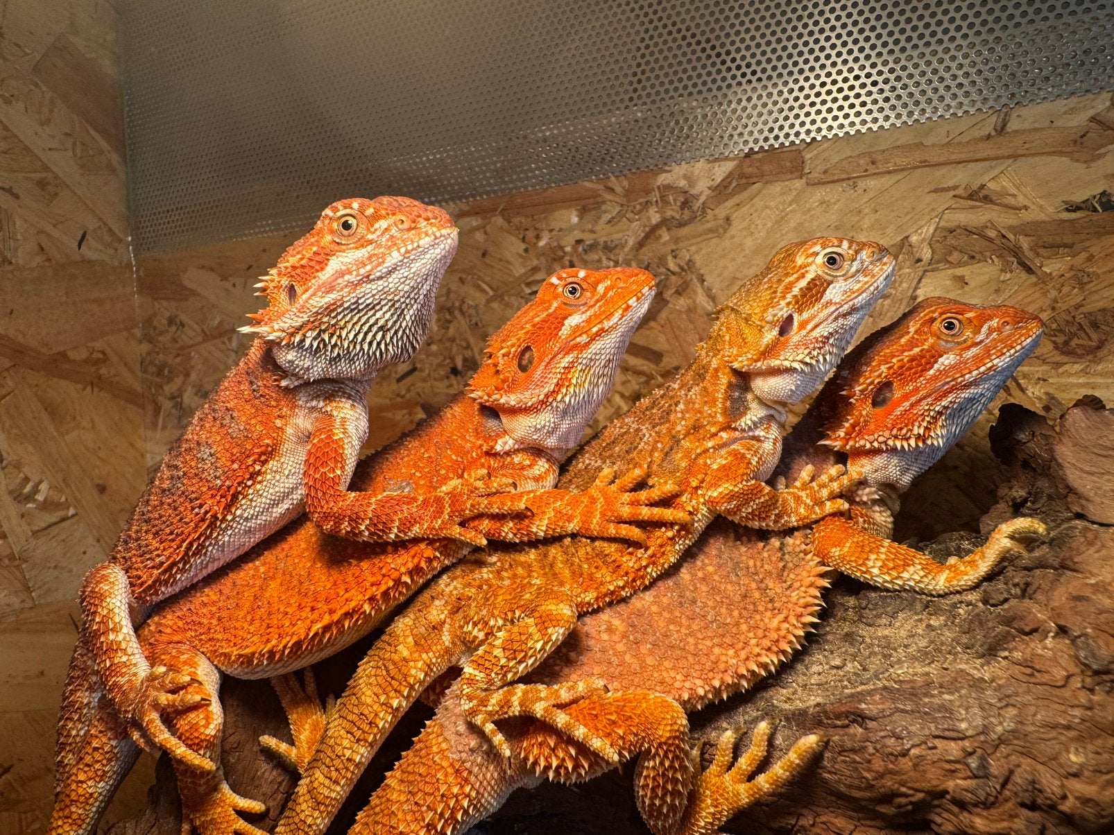 Super mooi gekleurde baardagamen met monster bloed, 0 tot 2 jaar