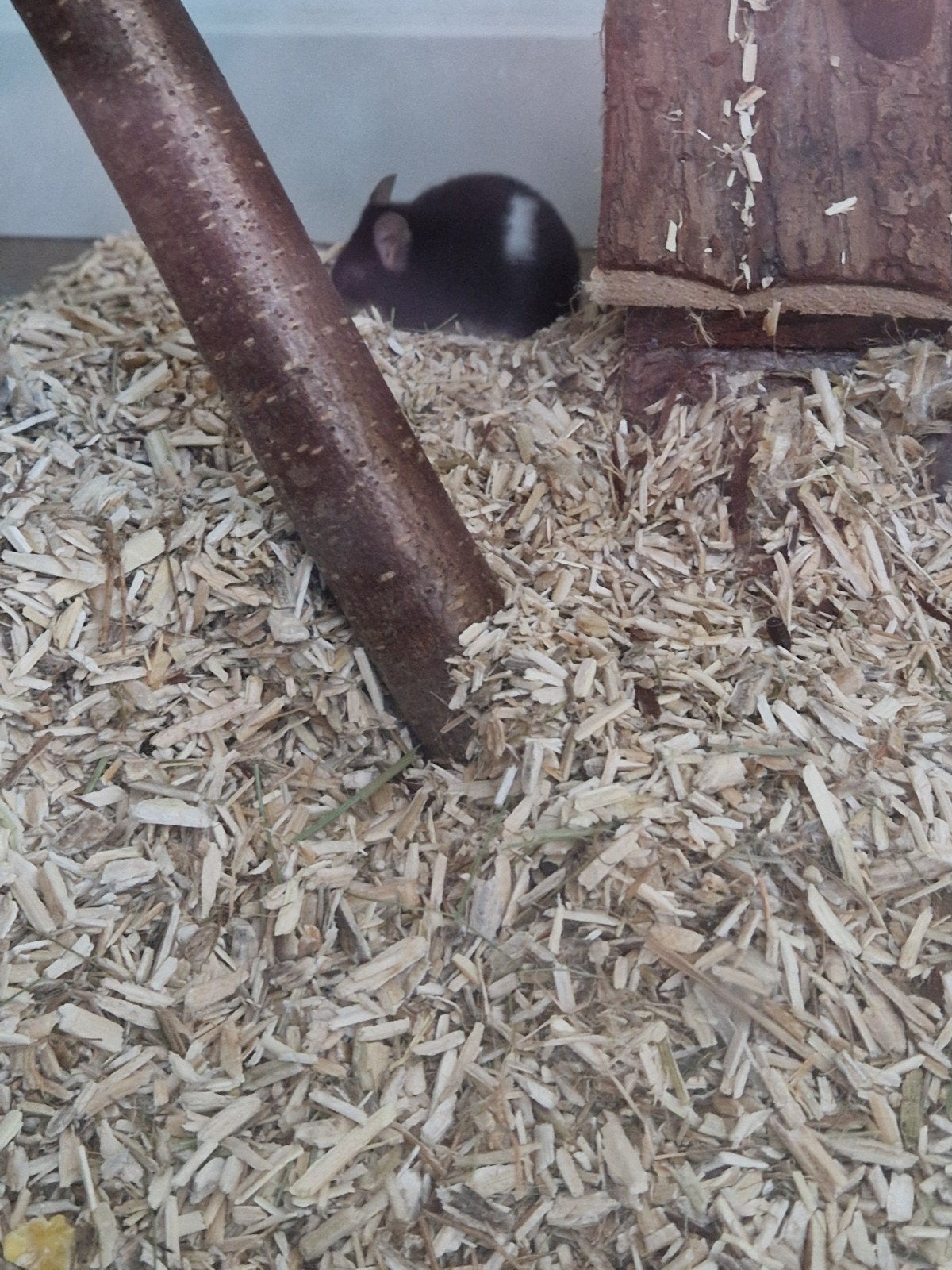 kleurmuizen, Oktober, Meerdere dieren, Muis