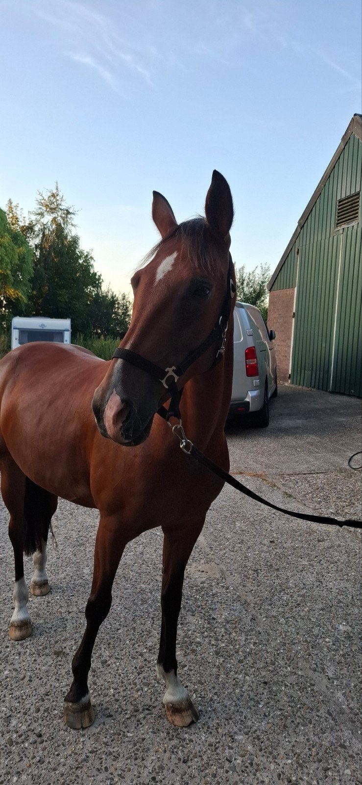 E Pony, Dieren en Toebehoren, Merrie, Minder dan 160 cm, Recreatiepaard, 11 jaar of ouder