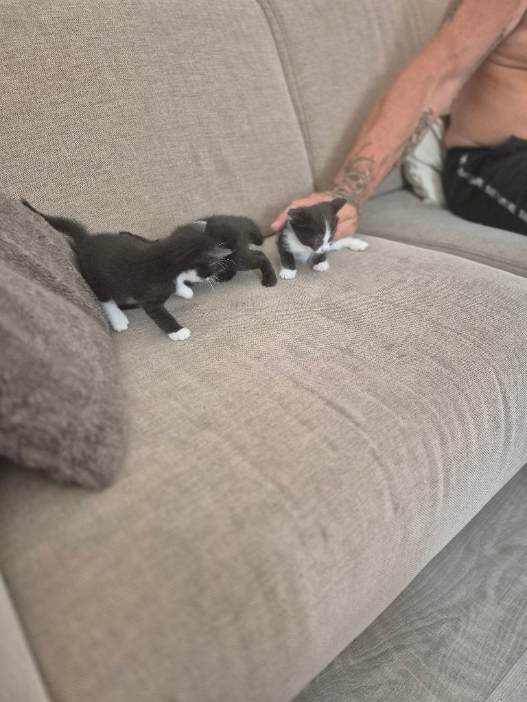 Mooie kittens te koop, Meerdere dieren, Ontwormd, 0 tot 2 jaar