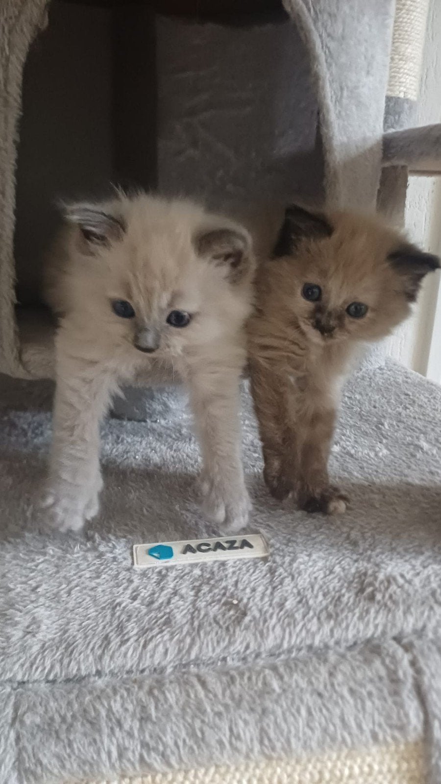 Mooie Ragdoll kittens, Dieren en Toebehoren, Katten en Kittens | Raskatten | Langhaar, Meerdere dieren, Ontwormd