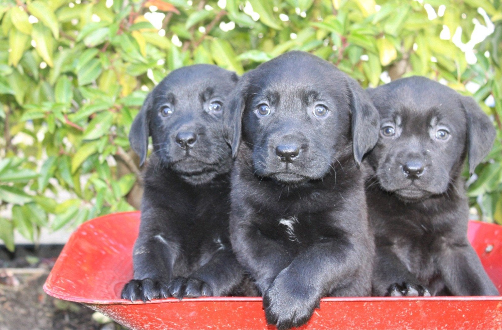 mooie labrador pups (uit stamboomlijn), Dieren en Toebehoren, 8 tot 15 weken, Labrador retriever, CDV (hondenziekte), Meerdere