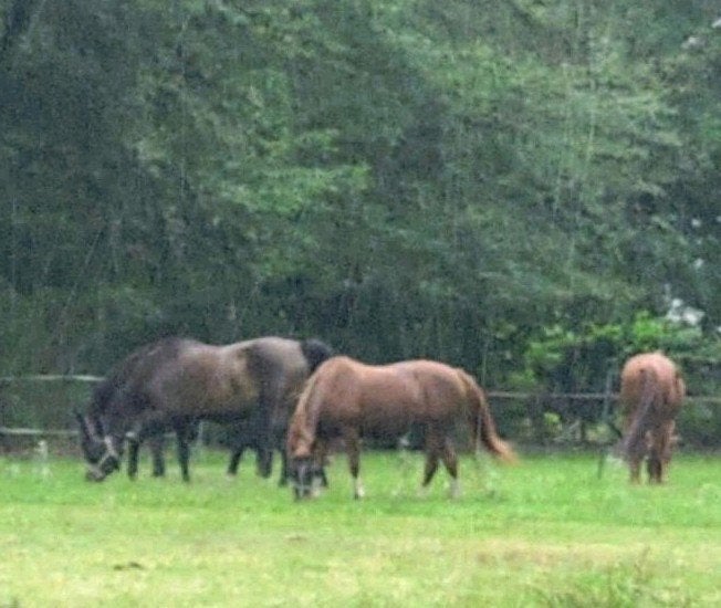Lease paarden en pony's