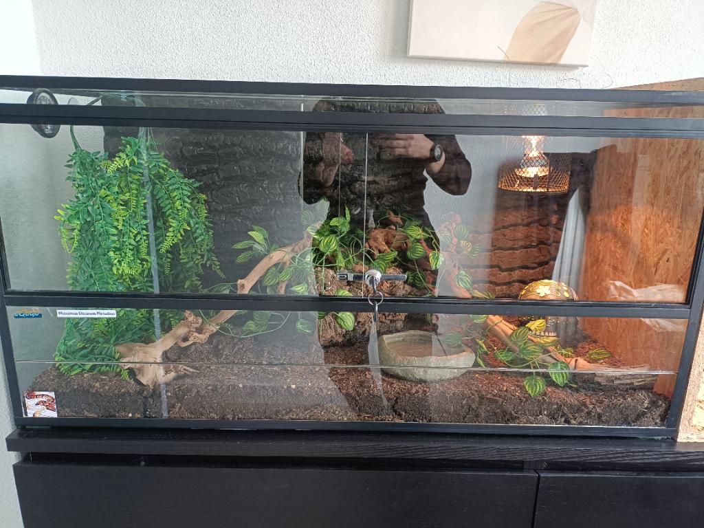 Terrarium LxBxH 100cmx40cmx50cm, Ophalen, Gebruikt, Terrarium of Paludarium