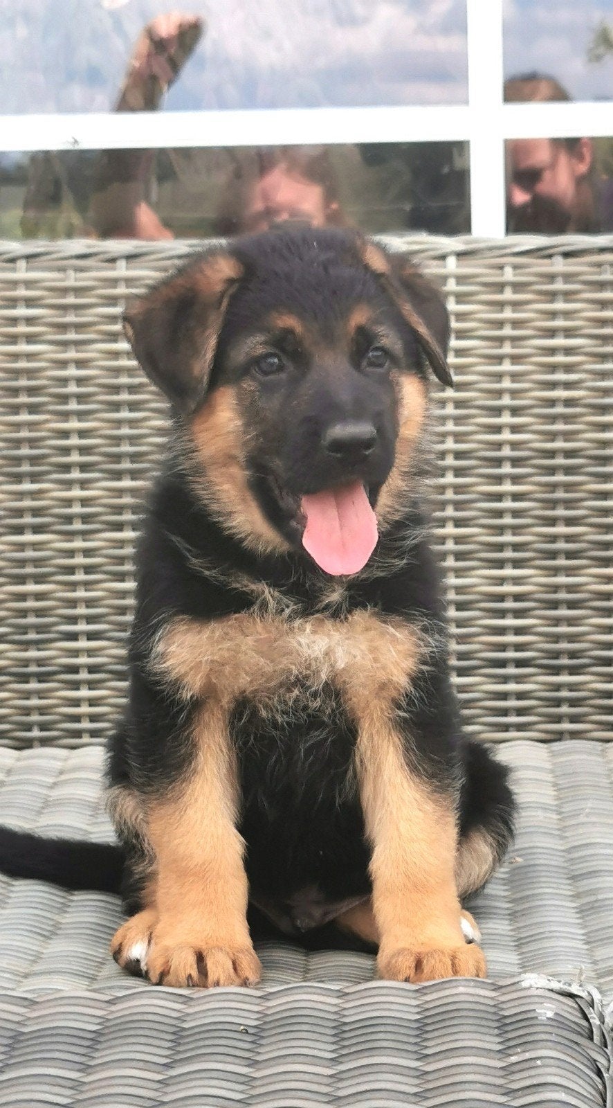 Mooie raszuivere Duitse herder pups met rechte rug, 8 tot 15 weken, Meerdere, Meerdere dieren, Herder