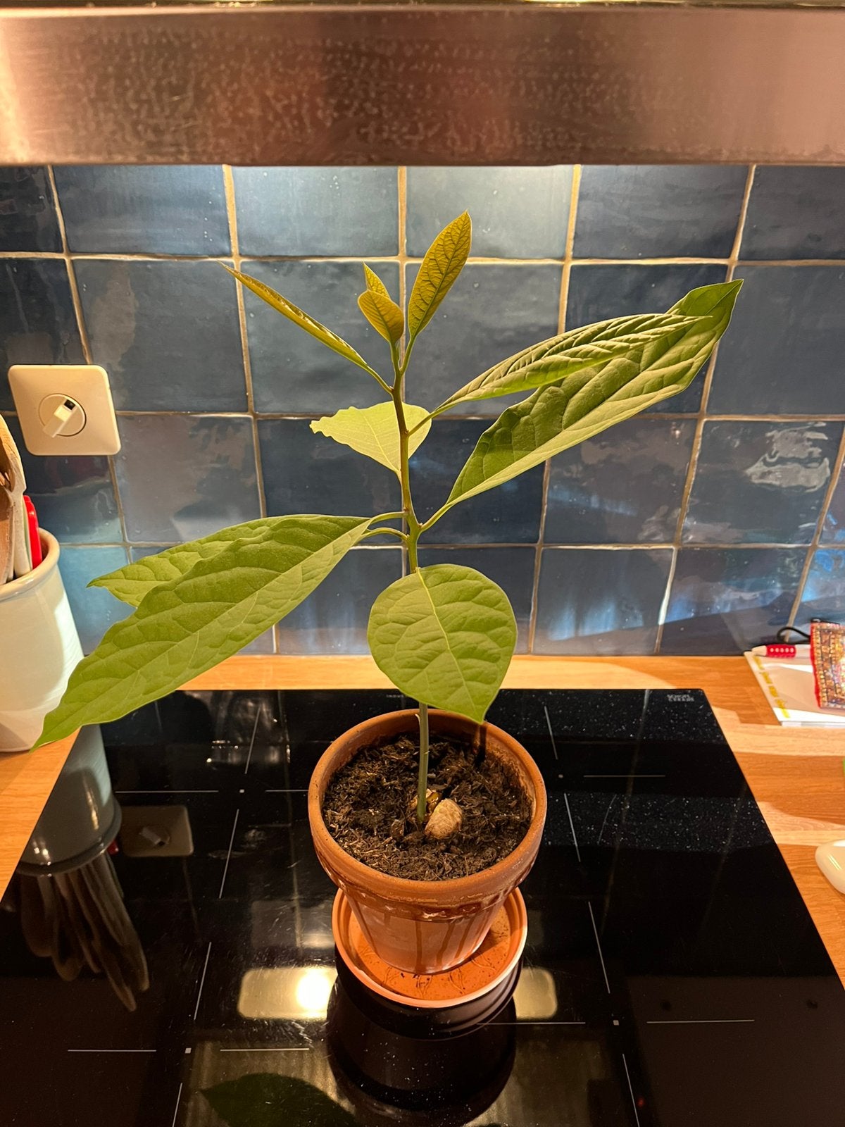 Avocadoplant, Ophalen, Halfschaduw, Minder dan 100 cm
