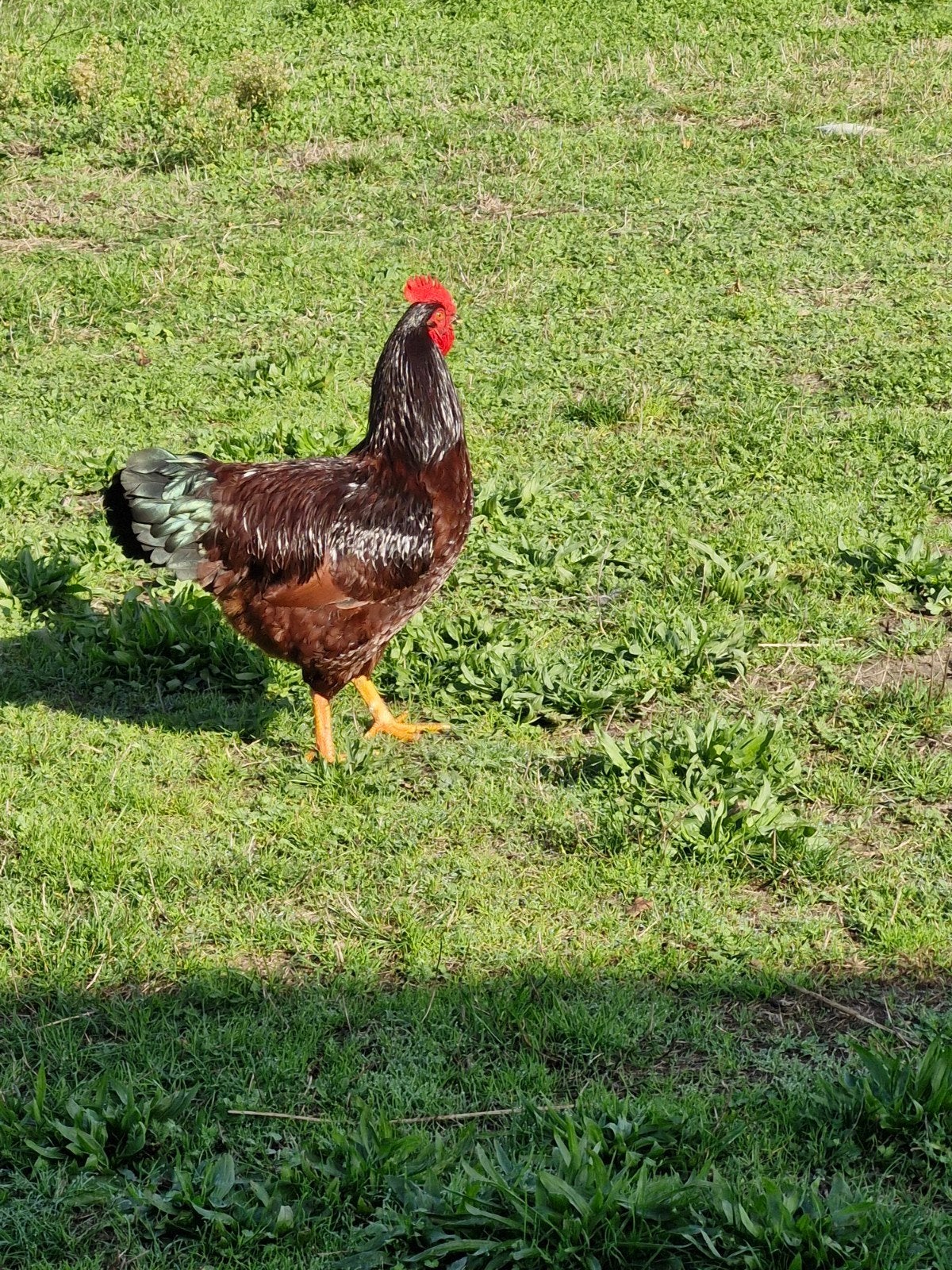 rhode island red  hanen, Mannelijk, Kip