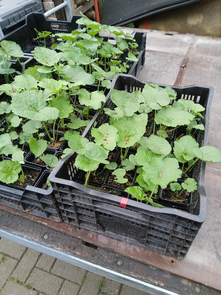 stokroos  planten rood, Volle zon, Tweejarig, Zomer, Ophalen