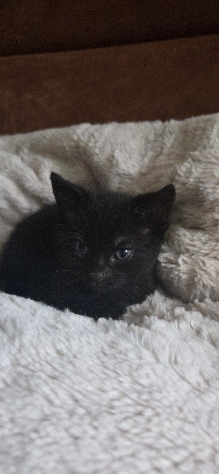 Onz kitten (zwartje) zoekt Ronald de koper van zwartje, Kater