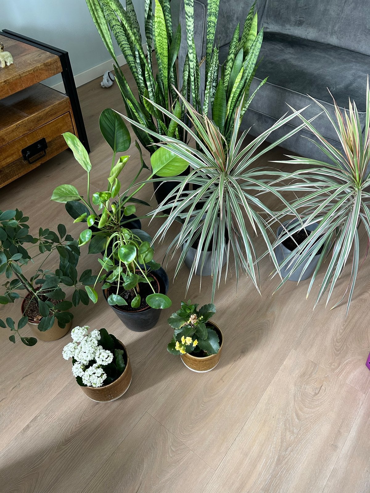 Diverse kamerplanten inclusief potten ophalen in Schoonhoven, Ophalen, Overige soorten, Halfschaduw, In pot