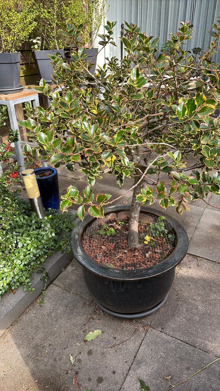 Prachtige hulst in pot, Tuin en Terras, Bloeit niet, Overige soorten, 100 tot 250 cm, Ophalen