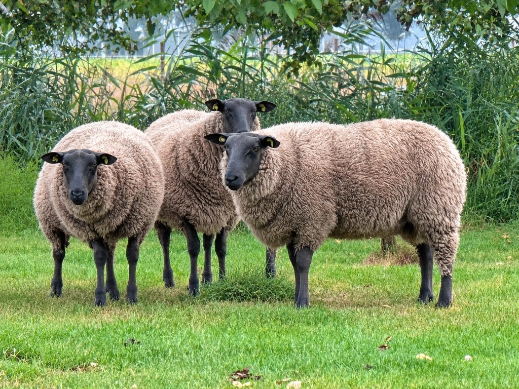 Blue Du Maine dekrammen en ooien te koop, Meerdere dieren, Schaap, 0 tot 2 jaar