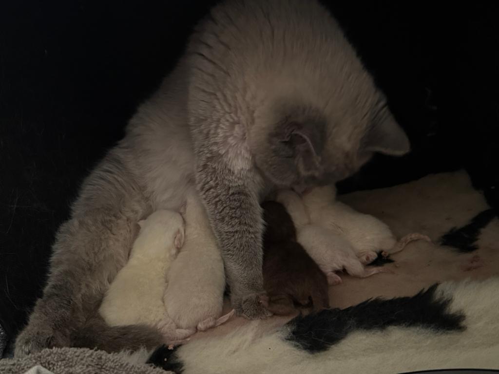 Britse kortharen 4 points 1 choco, Dieren en Toebehoren, Katten en Kittens | Raskatten | Korthaar, Meerdere dieren, 0 tot 2 jaar