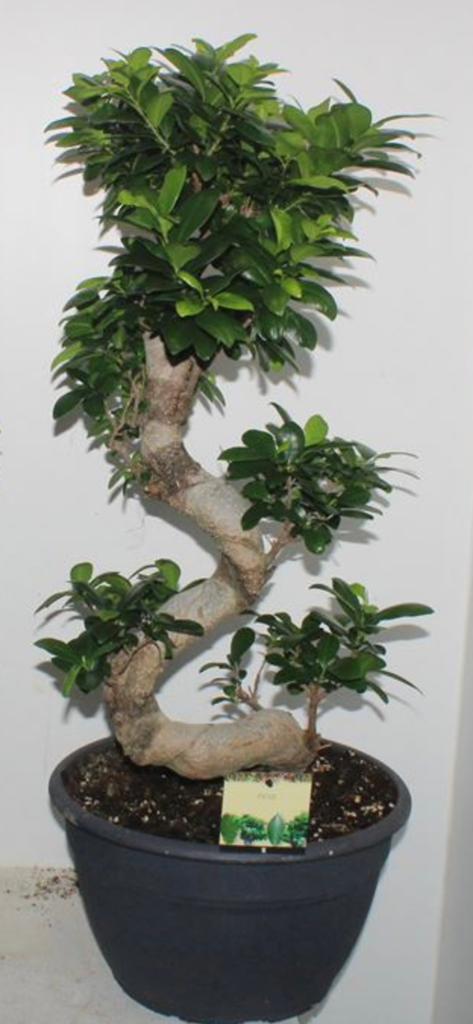 Prachtige Ficus Bonsai - Unieke Vorm hoogte 90 cm, Ficus, In pot, Minder dan 100 cm, Groene kamerplant