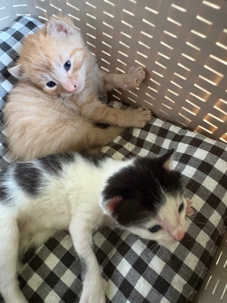3 Kittens | 12 Mei, Dieren en Toebehoren, Katten en Kittens | Raskatten | Korthaar, Poes, 0 tot 2 jaar, Ontwormd