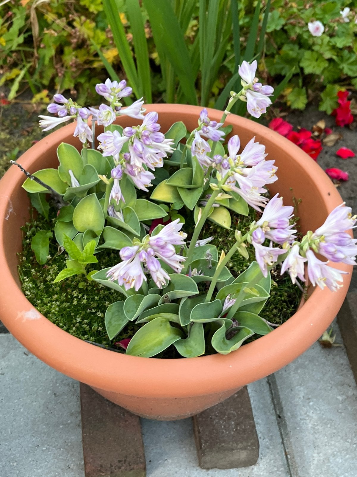 Mini Hosta in pot - paarse bloemen, Vaste plant, Halfschaduw, Zomer, Ophalen
