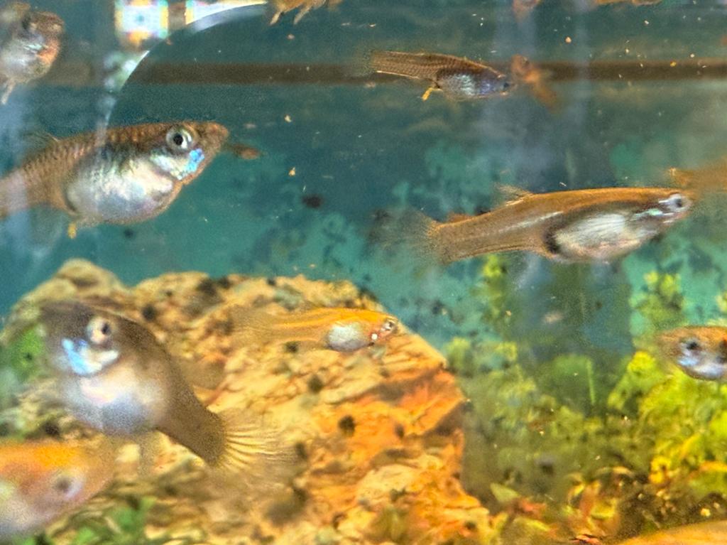 Gratis Guppen Guppies Guppy’s, Dieren en Toebehoren, Vis