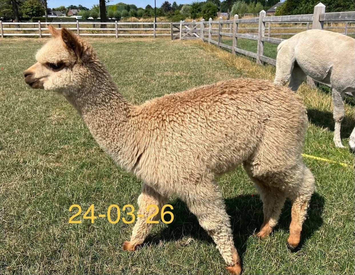 Te koop aangeboden, lief mooi alpaca hengst veulen, Dieren en Toebehoren, Overige Dieren, Maart, Mannelijk